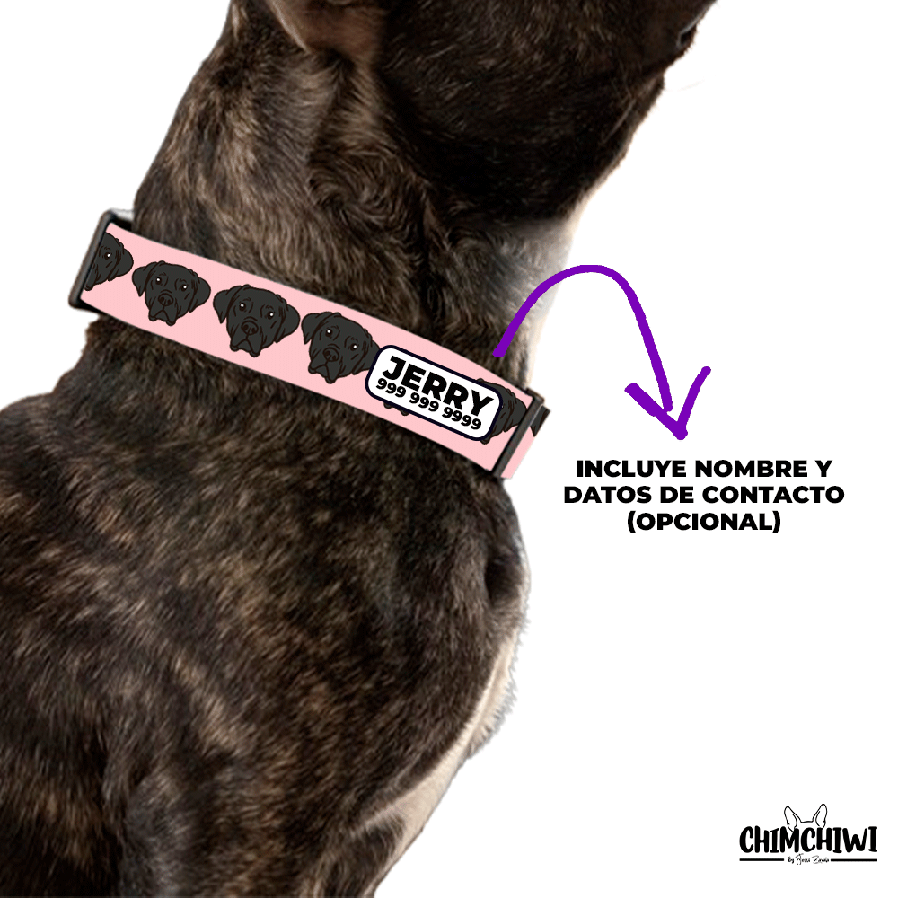Labrador Collar