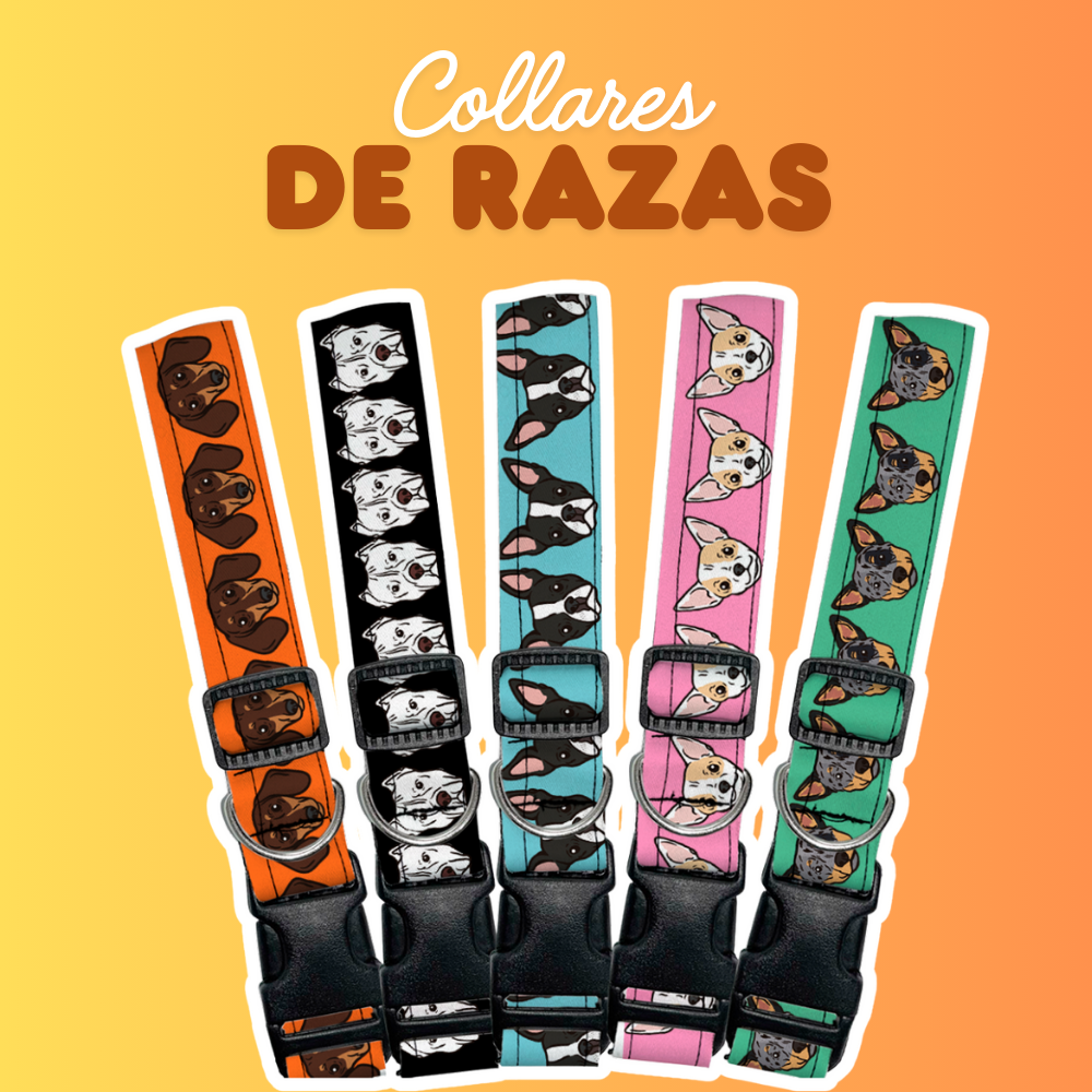 Collares de Razas