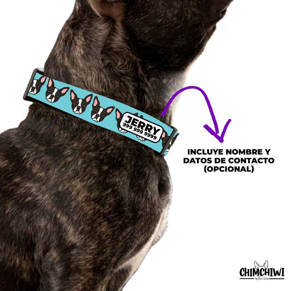 Boston Terrier Collar