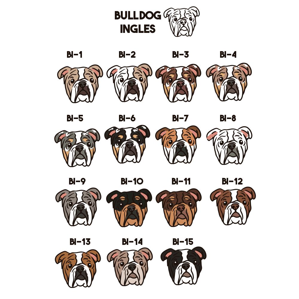 Bulldog Ingles Pechera