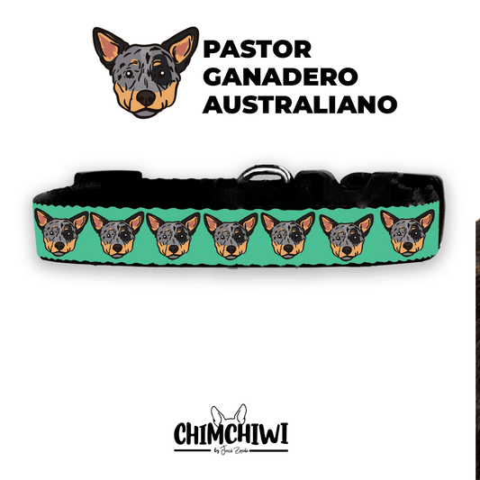 Pastor Ganadero Australiano Collar